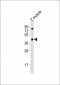 (DANRE) opn1sw1 Antibody (N-Term)